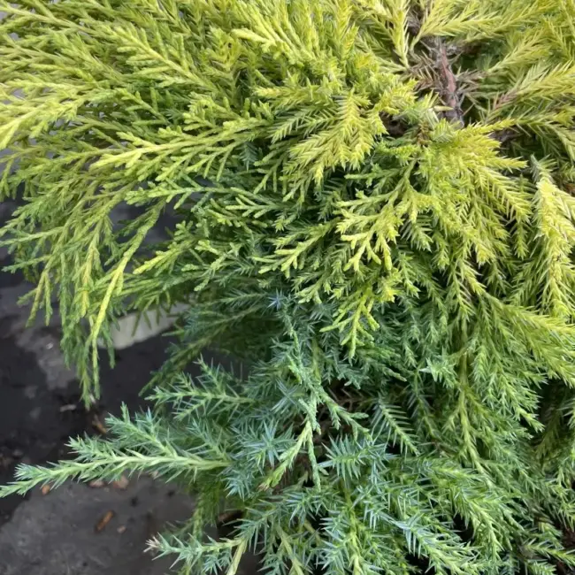 Juniper 'Carbery Gold' (1L) - Image 4