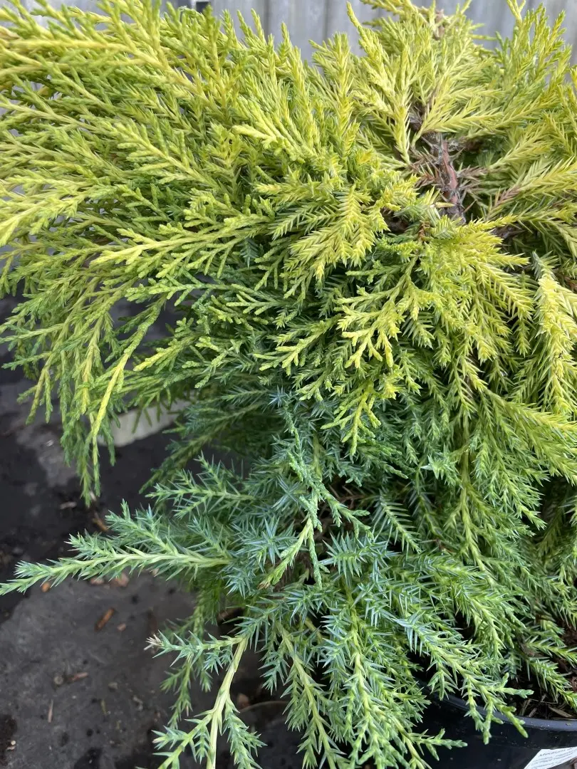 Juniperus × pfitzeriana - Juniper 'Carbery Gold' (3L) - Image 2