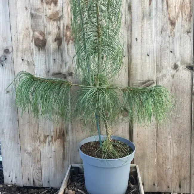 Chinese White Pine 40/60cm (5L)