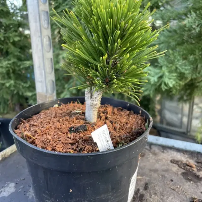Bosnian pine 'Smidtii' 10/20cm (2L) - Image 2