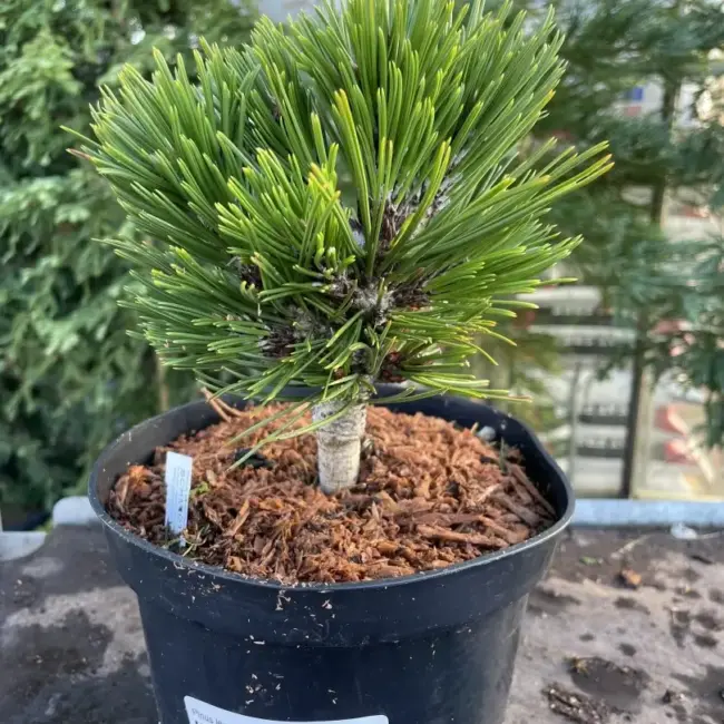 Bosnian pine 'Smidtii' 10/20cm (2L)