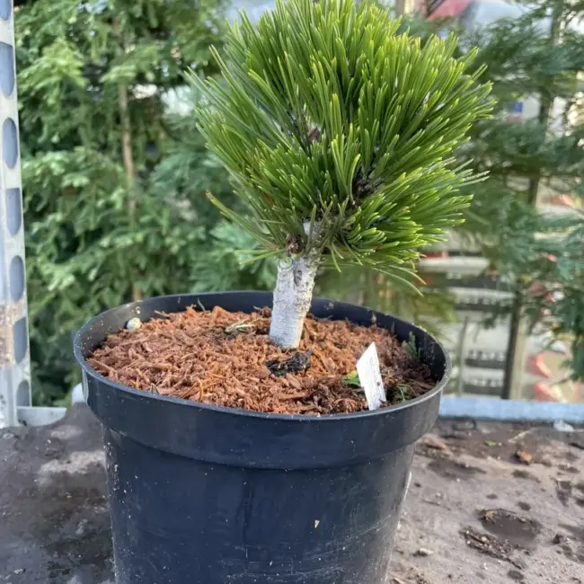 Bosnian pine 'Smidtii' 10/20cm (2L) - Image 3