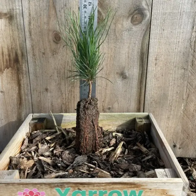Macedonian pine 10/20cm (Cell) - Image 2
