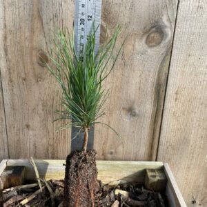 Pinus peuce Macedonian pine 1020cm (Cell) (2)