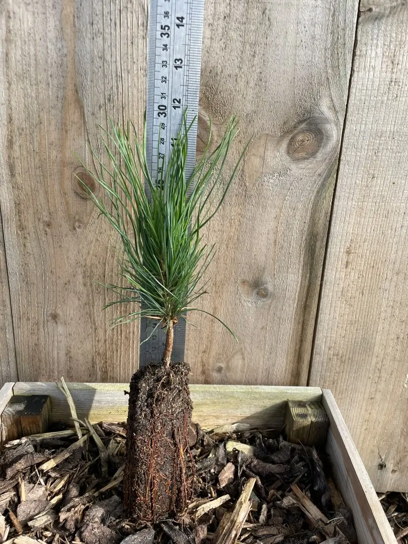 Macedonian pine 10/20cm (Cell)