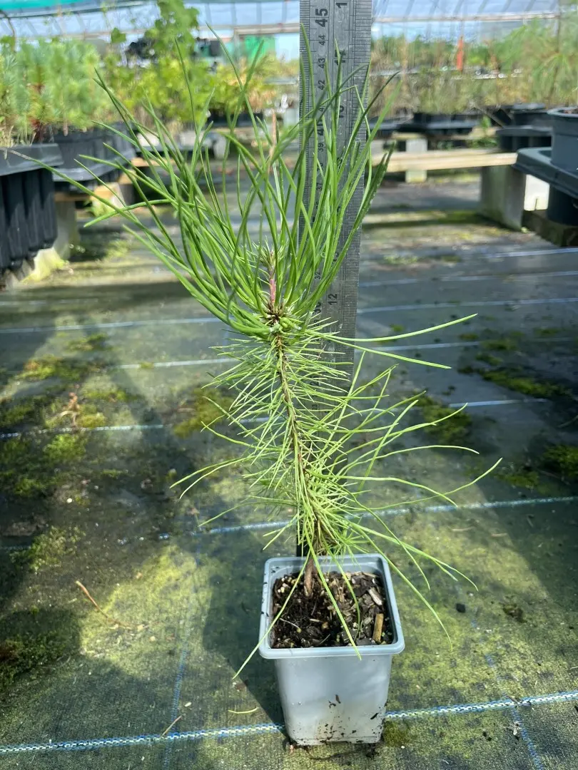 Maritime Pine 20/40cm (P9) - Image 4