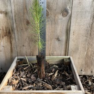 Pinus pinaster Maritime Pine 2040cm (Cell)