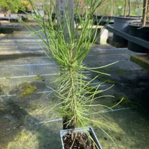 Pinus pinaster - Maritime Pine
