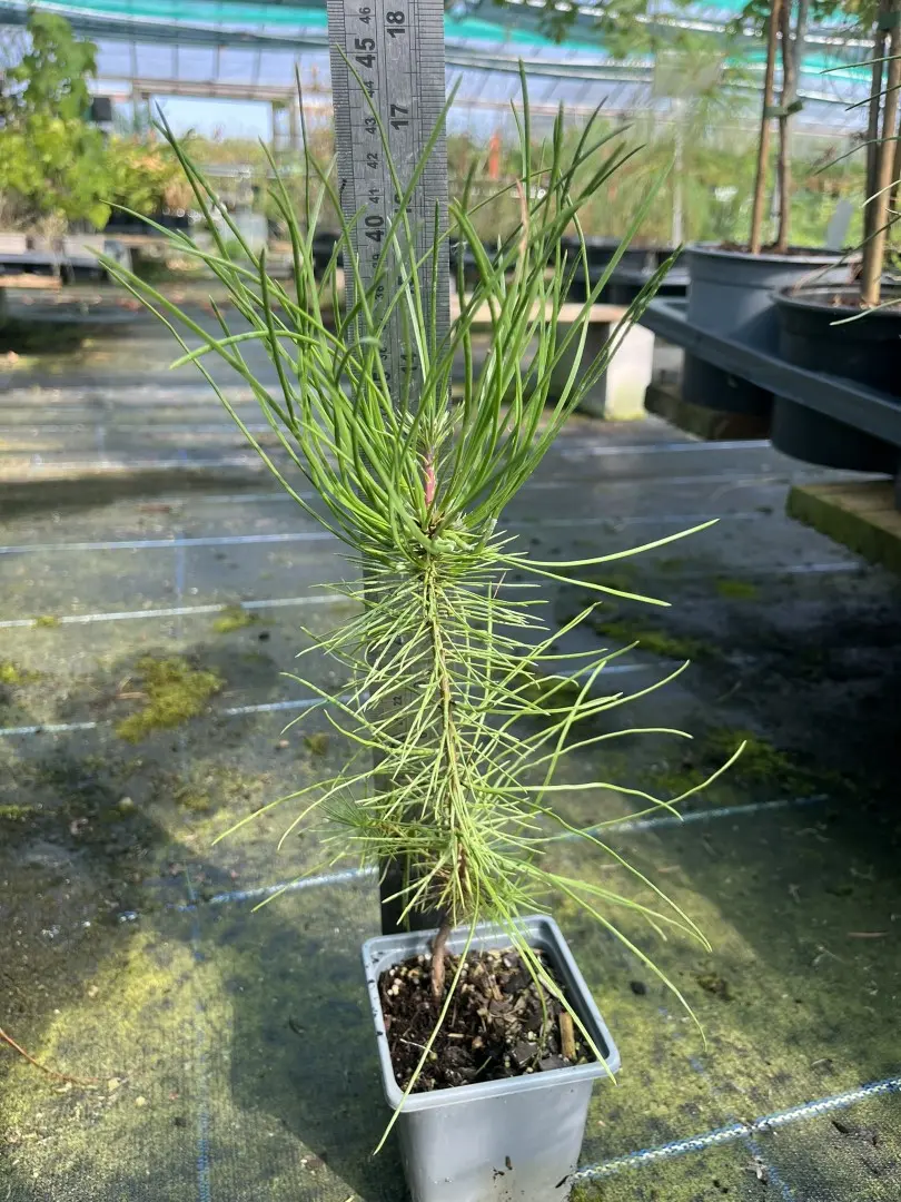Pinus pinaster - Maritime Pine