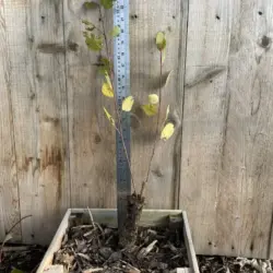Hybrid Poplar 40/60cm (Cell)