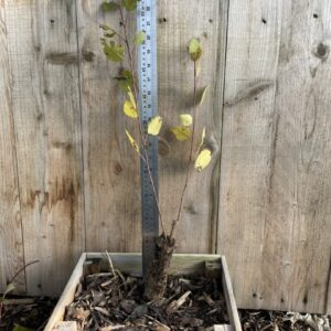 Populus Hybrid Poplar 4060cm (Cell)