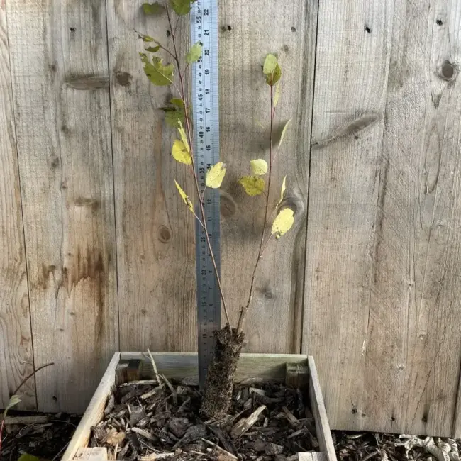 Hybrid Poplar 40/60cm (P9T)