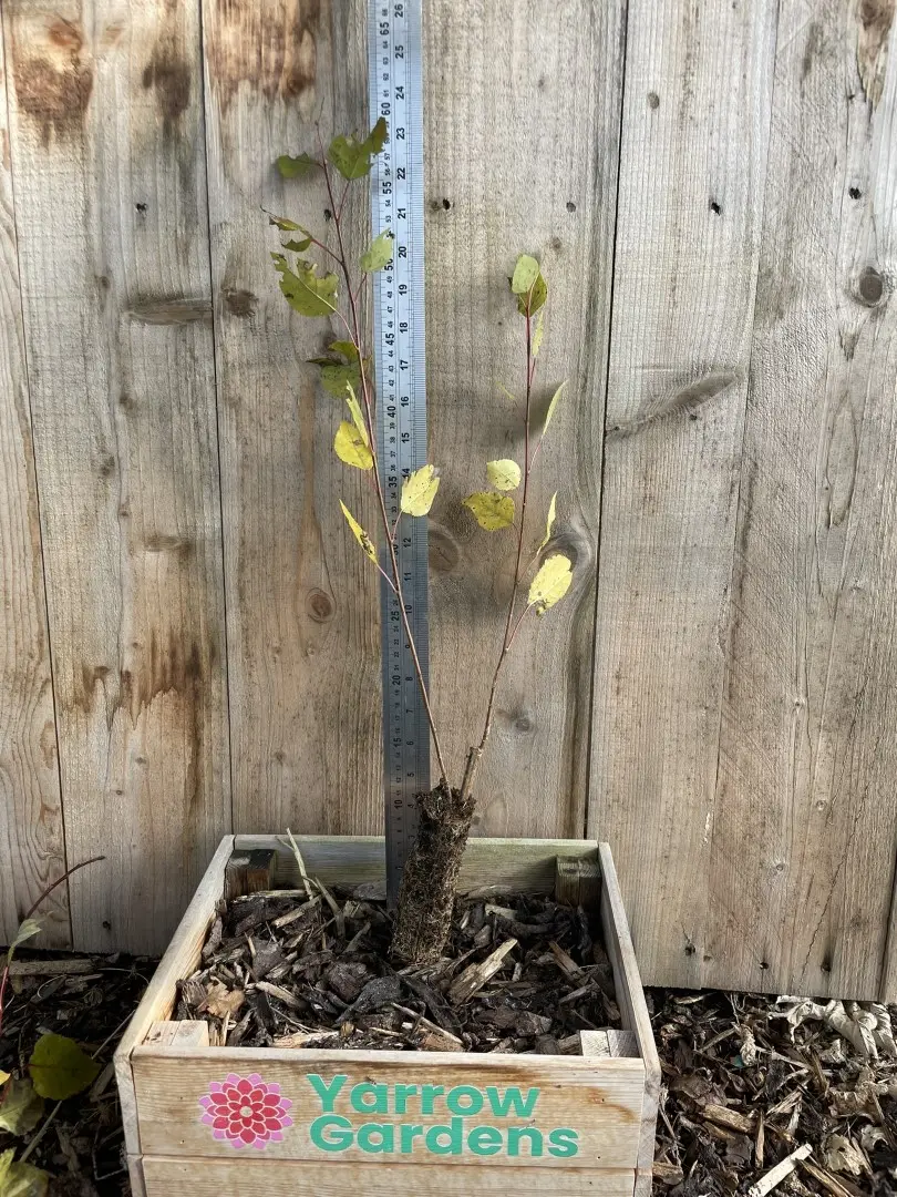 Hybrid Poplar 40/60cm (Cell)