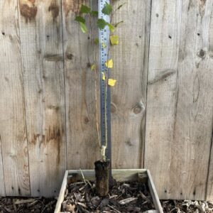 Populus nigra subsp. betulifolia Black Poplar 4060 (Cell)