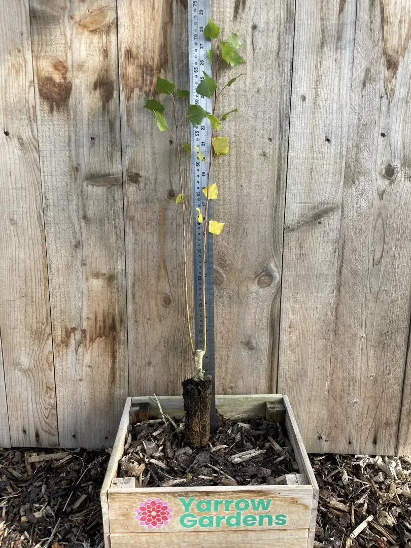 Black Poplar Tree 40/60cm (Cell)