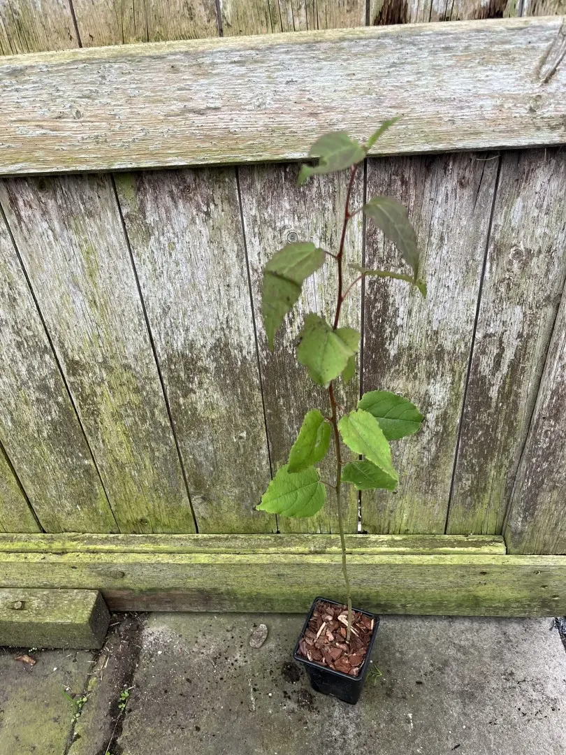 UK Aspen Tree 40/60cm (P9) - Image 3