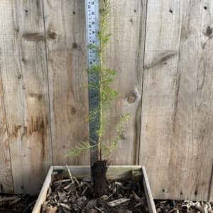 Pseudotsuga menziesii Douglas Fir Tree 4060cm (Cell)