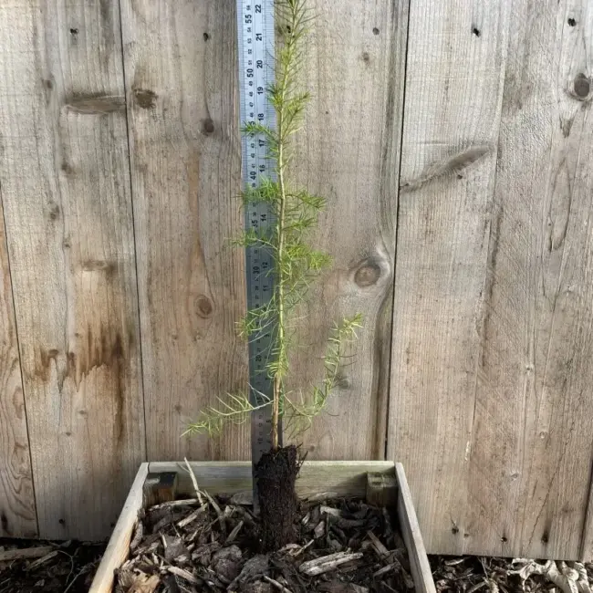 Douglas Fir Tree 20/40cm (P9)