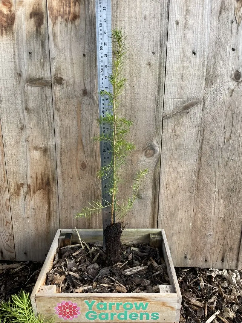 Douglas Fir Tree 40/60cm (Cell)