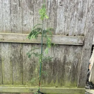 Sequoia sempervirens Coast Redwood Tree 80100cm (P9T)
