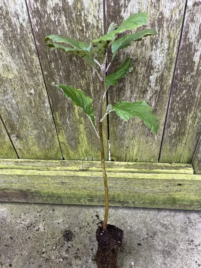 Whitebeam Tree 20/40cm (Cell) - Image 3