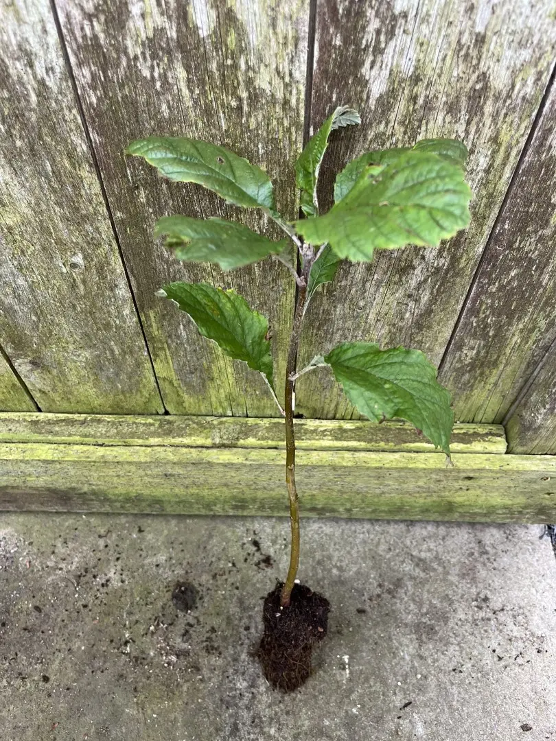 Whitebeam Tree 20/40cm (Cell)