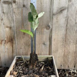 Sorbus aria Whitebeam Tree 2040cm (Cell)