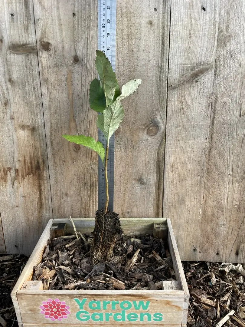 Whitebeam Tree 20/40cm (Cell) - Image 2