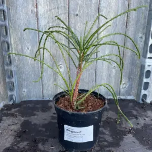 Thuja plicata Western Red Cedar 'Whipcord' 1020cm