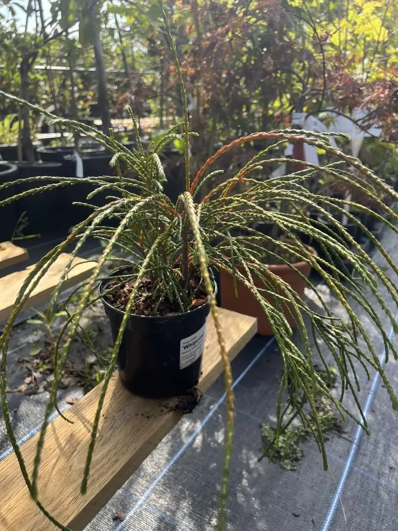 Western Red Cedar 'Whipcord' 10/20cm (1L) - Image 2