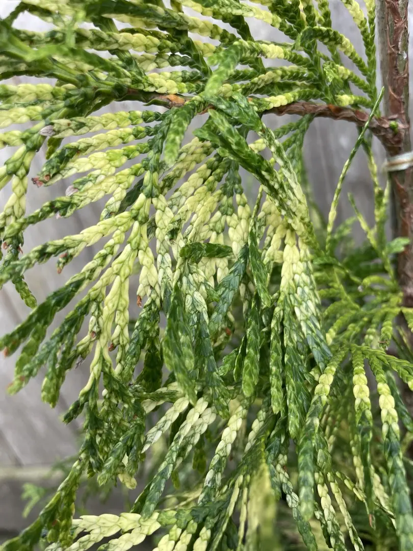 Western Red Cedar 'Zebrina' 40/60cm (3L) - Image 4