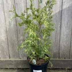 Thuja plicata 'Zebrina' | Variegated Western Red Cedar