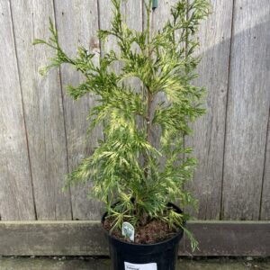 Thuja plicata Western Red Cedar 'Zebrina' (2)
