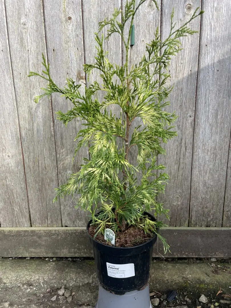 Western Red Cedar 'Zebrina' 40/60cm (3L)