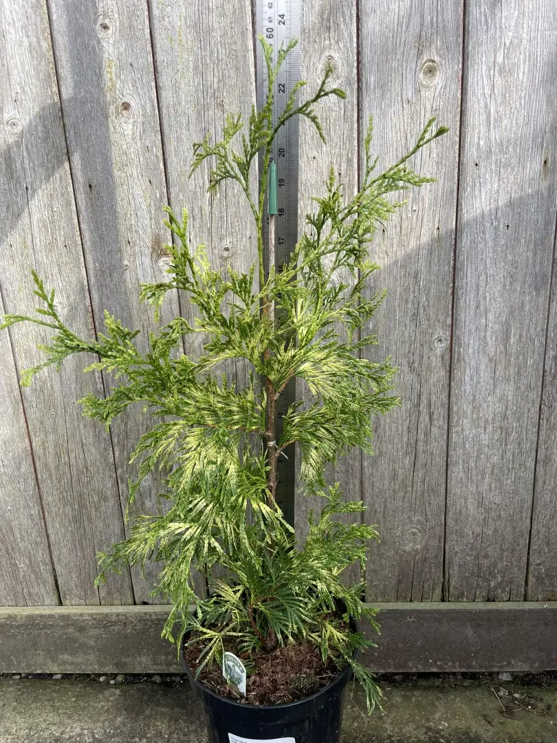 Western Red Cedar 'Zebrina' 40/60cm (3L) - Image 2