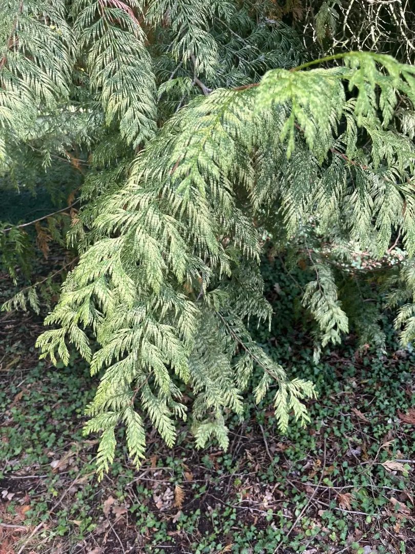 Western Red Cedar 'Zebrina' 40/60cm (3L) - Image 5