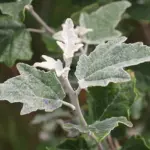 Populus - Popular & Aspen Trees