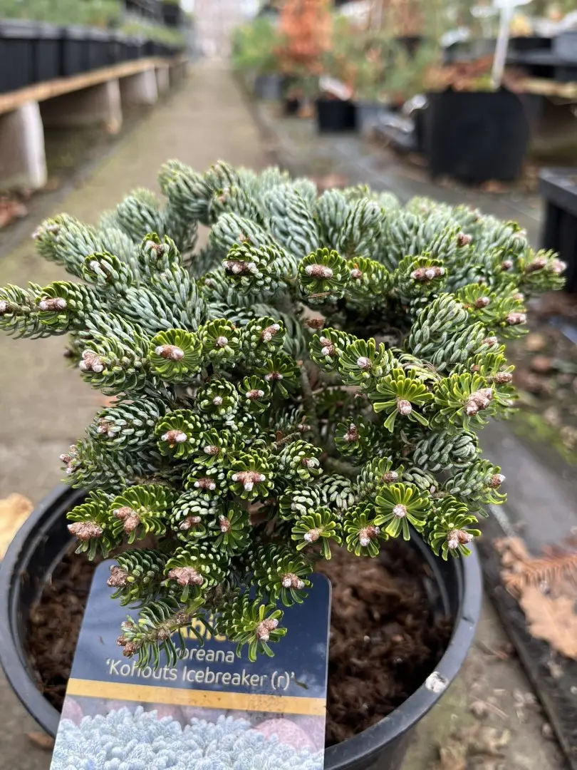 Korean Pine 'Kohouts Icebreaker' 15/30cm (3L)