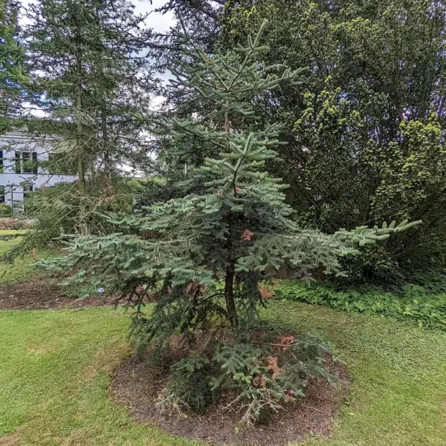 Abies pinsapo Spanish Fir Seeds