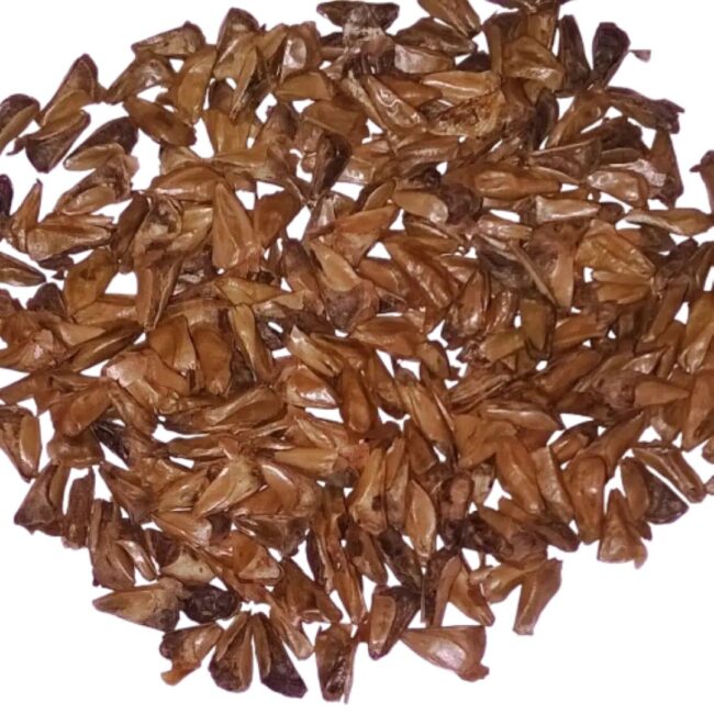Abies pinsapo - Spanish Fir Seeds