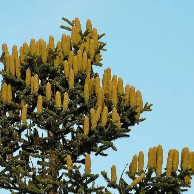 Abies pinsapo Spanish Fir Seeds