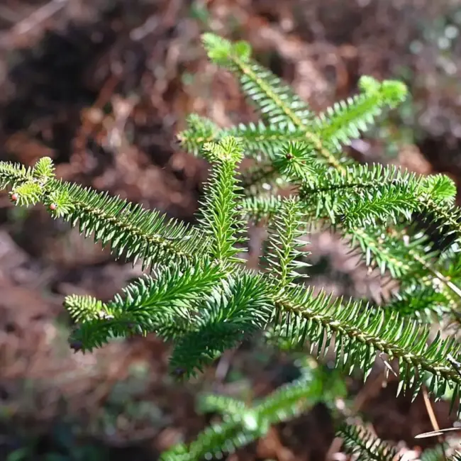 Abies pinsapo Spanish Fir Seeds
