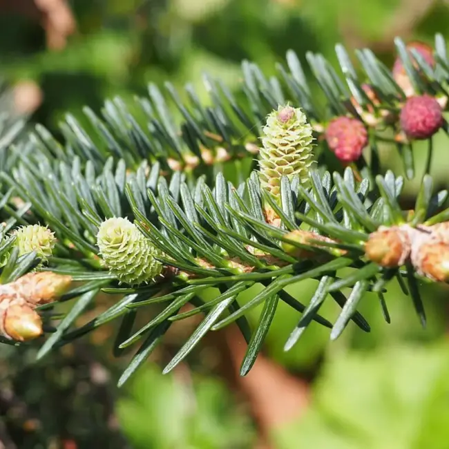 Abies pinsapo Spanish Fir Seeds