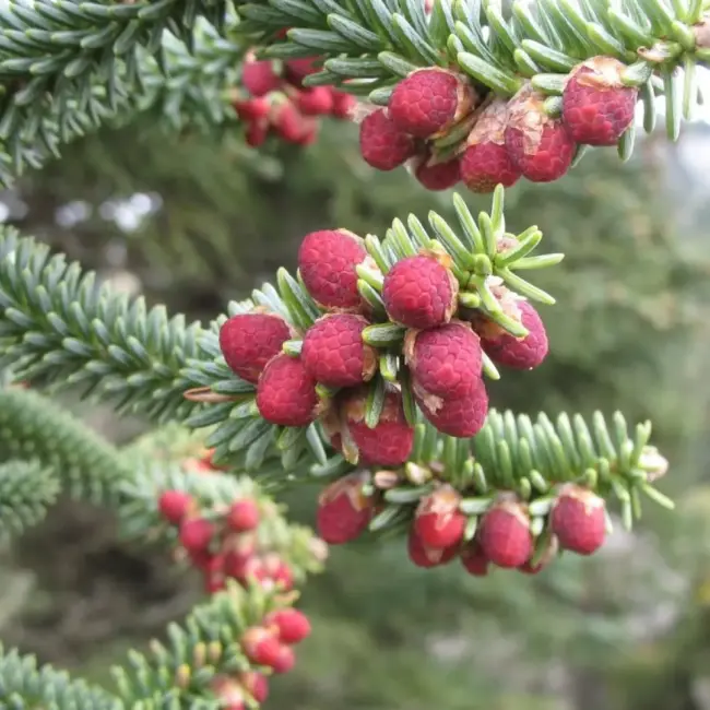 Abies pinsapo Spanish Fir Seeds