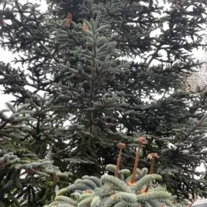 Abies procera 'Glauca' Abies procera syn. nobilis Noble Fir Seeds (1)