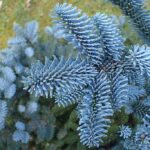 Abies procera Glauca