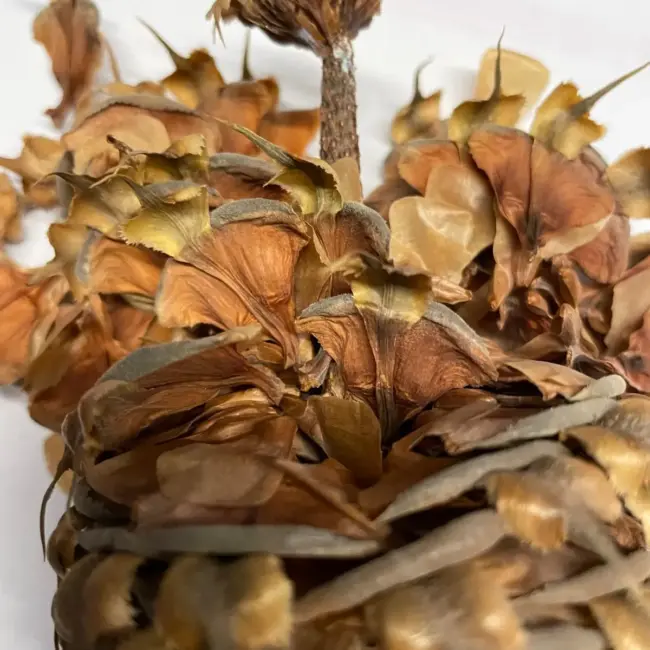 Noble Fir 'Glauca' Seeds - Image 4
