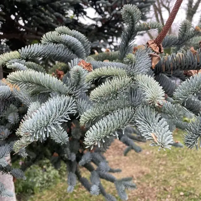 Noble Fir 'Glauca' Seeds - Image 3