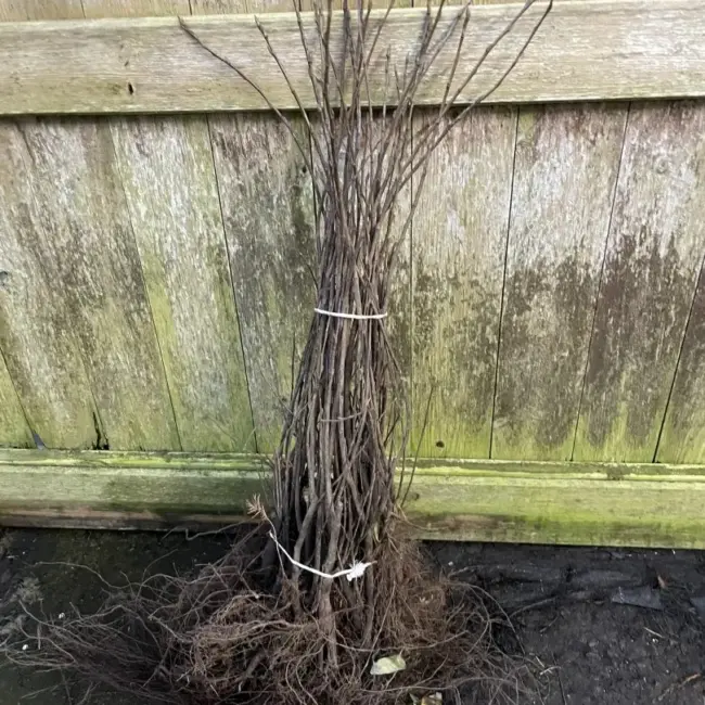 Caragana arborescens Siberian pea tree 40/60cm (Bareroot)