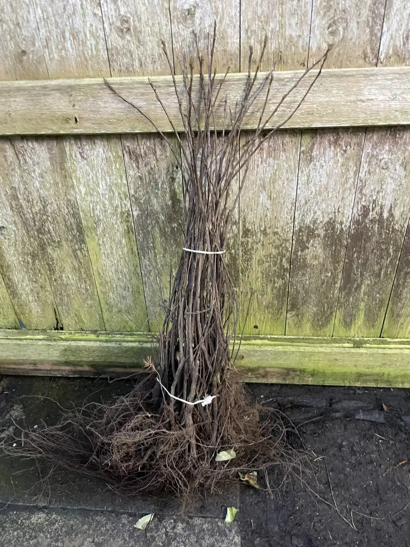 Caragana arborescens Siberian pea tree 40/60cm (Bareroot)